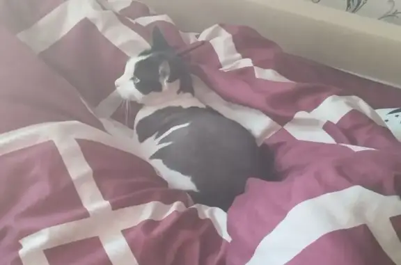 Кошки потеряшки, Абакан, фото: Потеряшка кошка, ул. Кирова 102, Абакан