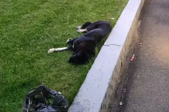 Найдена собака, Иннополис, фото: Собака найдена: Спортивная, Иннополис