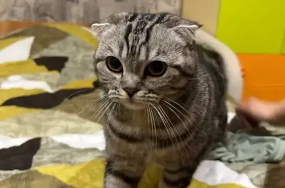 Найдена кошка, Киров, фото: Найдена кошка на ул. Андрея Упита, Киров