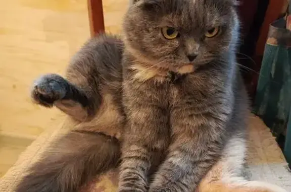 Пропала кошка в Орле, Татарстан