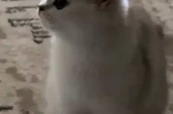 Кошки потеряшки, Ташкент, фото: Потеряшка кошка, Мухбир ул. 3, Ташкент