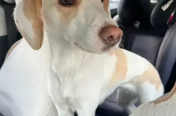 Собака найдена: ул. 50 лет Октября, 60, Курск