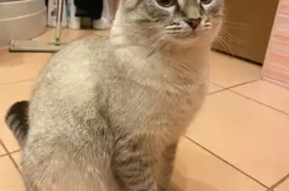 Пропала кошка, 2-я Восточная, 127