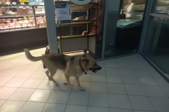 Собака найдена: ул. Луначарского 67, Тула