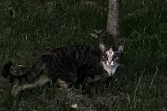 Кошка найдена: наб. Обводного канала, 120Б