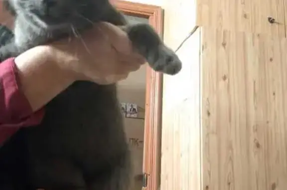 Найдена кошка, Обнинск, фото: Кошка ищет дом, ул. Курчатова 33, Обнинск