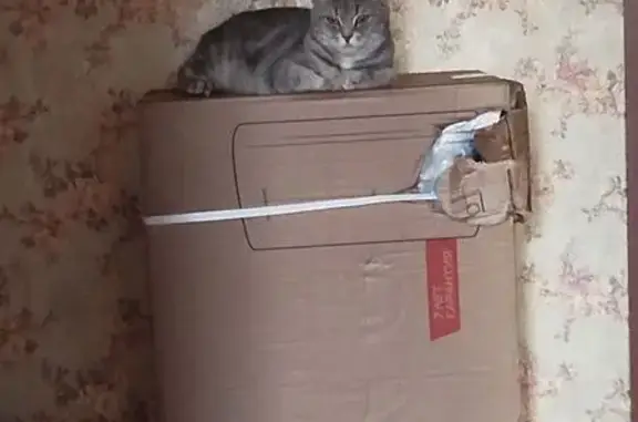 Кошки потеряшки, Барнаул, фото: Потеряшка кошка, Весенняя ул. 10, Барнаул