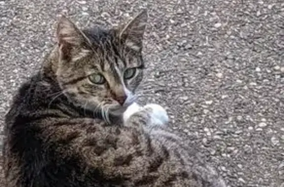 Кошка найдена: ул. 1 Мая, 304, Краснодар