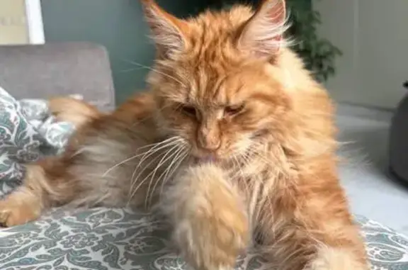 Потерянные животные Московская область, фото: Пропал рыжий мейн кун в Никитском
