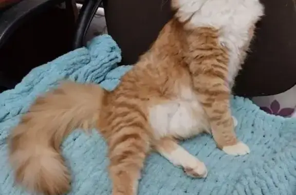 Пропала кошка, ул. Коммунаров, 1, Кострома