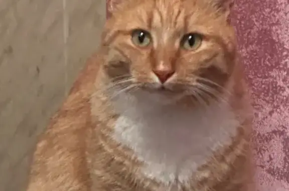 Пропала кошка на Железнодорожной, 60
