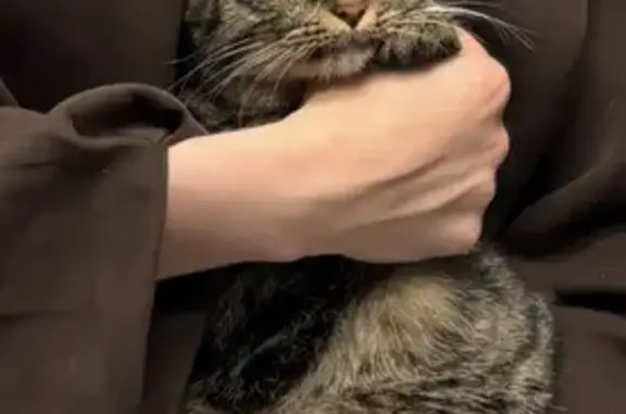 Найдена кошка, 3-я Парковая, Москва