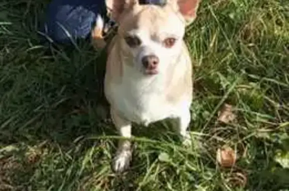 Собаки потеряшки, , фото: Потеряшка собака, Костромская ул., Введенское