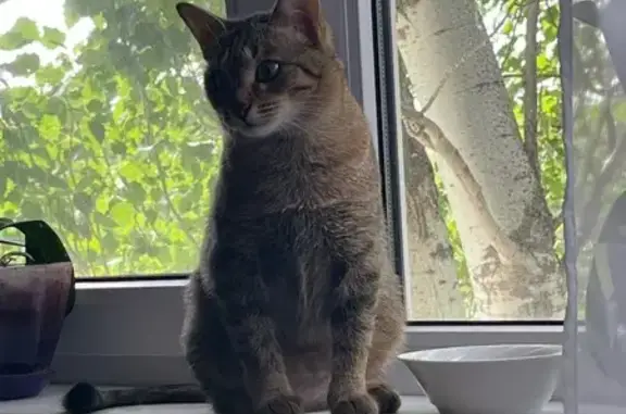 Кошки потеряшки, Астрахань, фото: Потеряшка кошка, ул. Димитрова 5к3, Астрахань