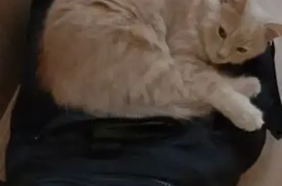 Кошки потеряшки, Тамбов, фото: Потеряшка кошка на Прямой улице, Тамбов