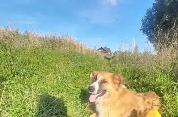 Найдена собака, , фото: Найдена собака, с.п. Семибратово