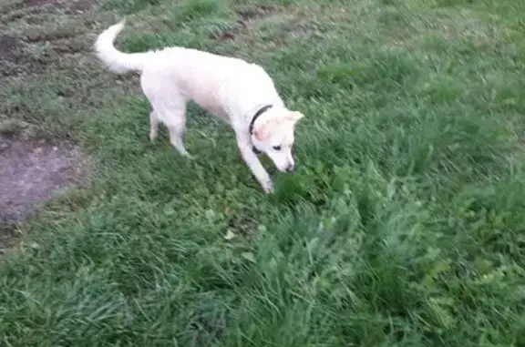 Собака найдена: Моск. проспект, Чебоксары