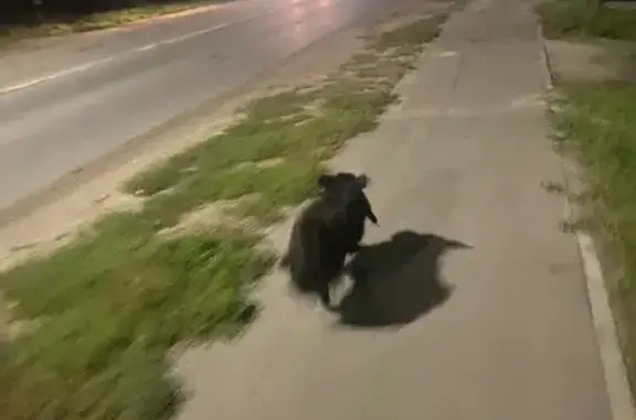 Найдена собака, Казань, фото: Собака найдена: Приволжская ул, 181, Казань