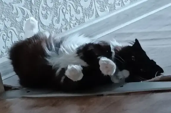 Кошки потеряшки, Лянтор, фото: Потеряшка кошка у школы №6, Лянтор