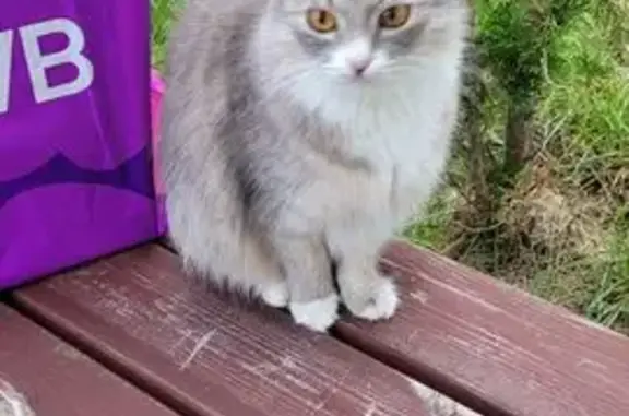 Найдена кошка, Саранск, фото: Кошка найдена: ул. Анны Лусс, 7А, Саранск