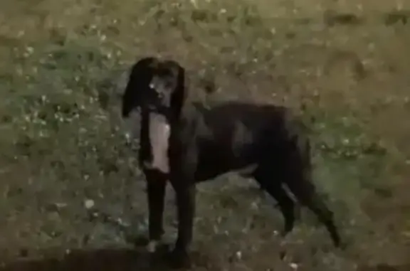 Найдена собака, , фото: Собака найдена: 8, Савинская