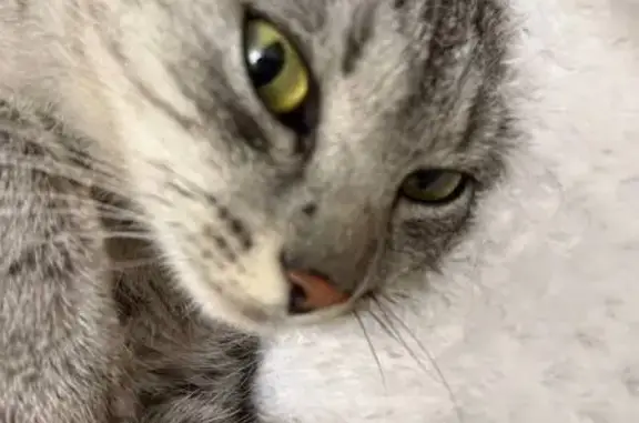 Кошка найдена: Бархотская 1Е, Екатеринбург