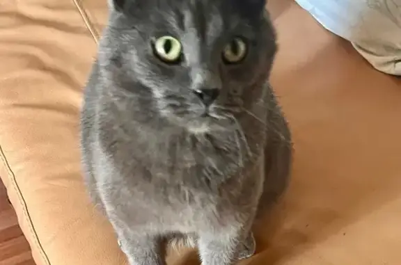 Кошка найдена в д. Долотково, Ворсма