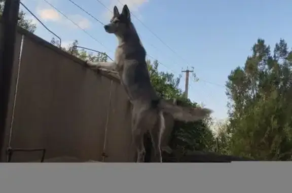 Пропала хаски в районе Озерки Дачи, Россошь