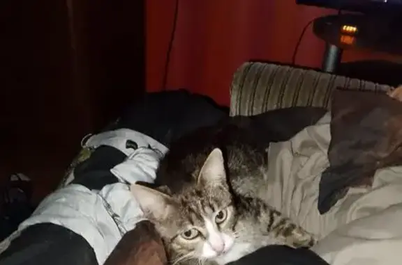 Пропала кошка в Залучском поселении