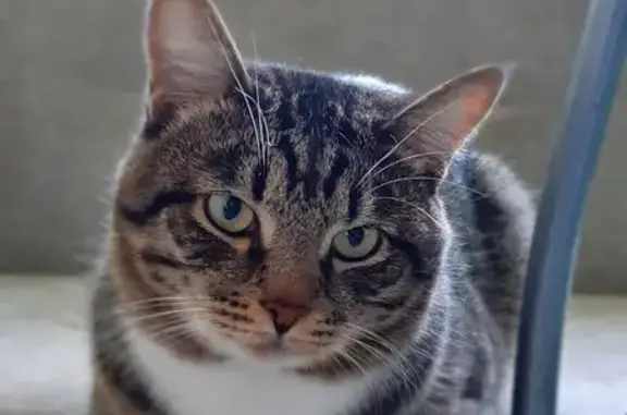 Пропал полосатый кот, ул. Новикова 23, Ярцево