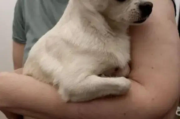 Найдена собака, ул. Лермонтова, Щербинка