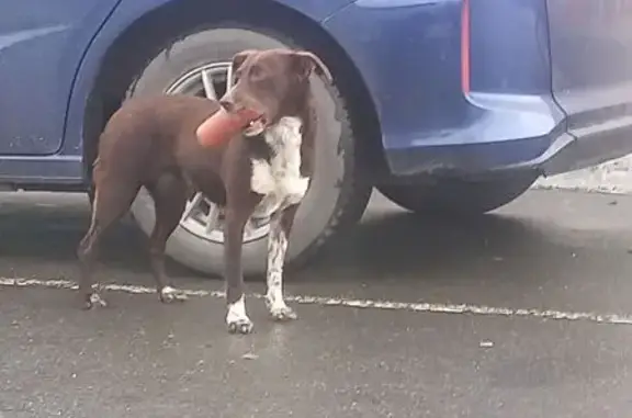 Найдена собака, Патруши, фото: Собака найдена: Пионерская 41, Патруши