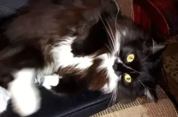 Кошки потеряшки, Кострома, фото: Потеряшка кошка, Костромская ул. 80