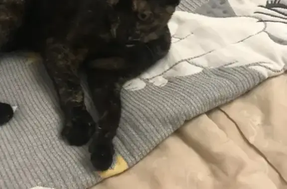 Кошка найдена на ул. Гончаровой, 8, Тверь