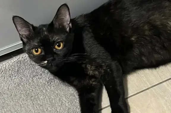 Найдена кошка, Краснодар, Метальникова 26