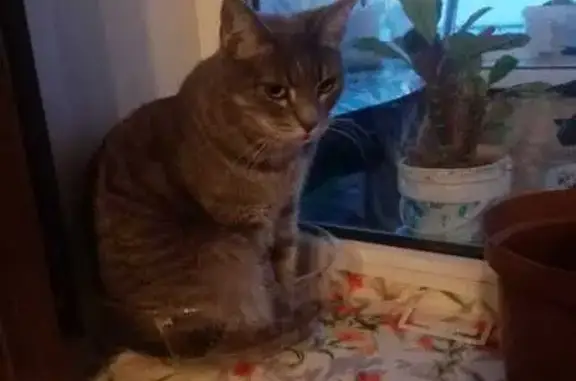 Кошки потеряшки, Приозерск, фото: Потеряшка кошка, ул. Калинина 27А, Приозерск