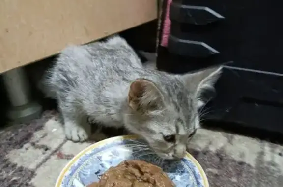 Найдена кошка, Астрахань, фото: Кошка найдена: наб. 1 Мая, 92, Астрахань