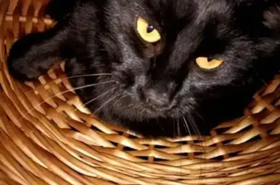 Кошки потеряшки, Кострома, фото: Потеряшка кошка, Костромская ул., 80