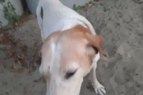 Собака найдена: Супонево, Московская 340