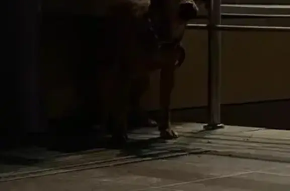 Светло-коричневая собака на Жукова, 165