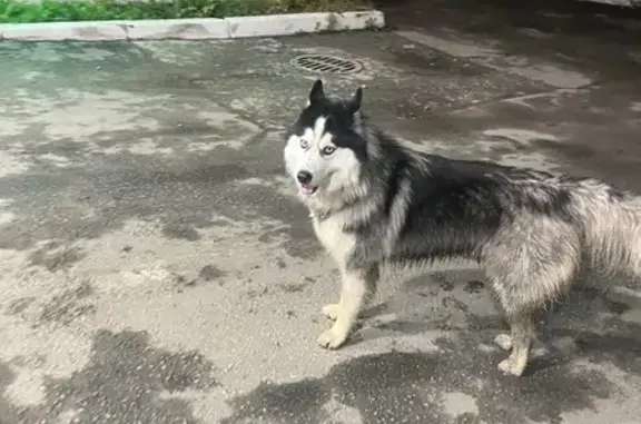 Собака найдена, Новороссийская 122/1