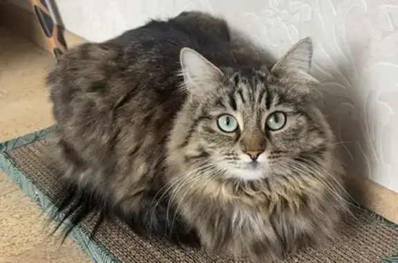 Кошки потеряшки, Москва, фото: Потеряшка кошка на Шереметьевской, 35, Москва