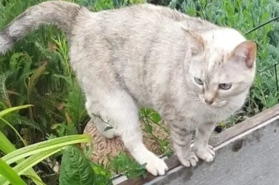 Кошки потеряшки, , фото: Потеряшка кошка на Ленинском проспекте, 3