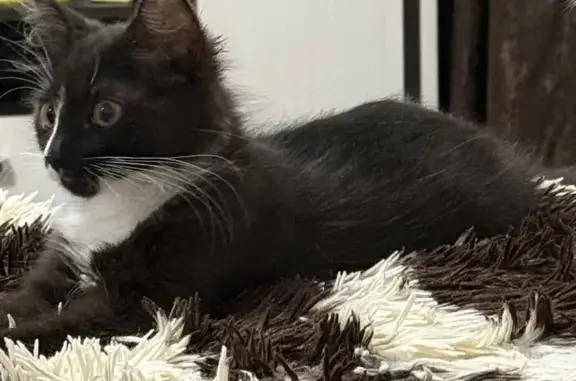 Кошки потеряшки, Шуя, фото: Потеряшка кошка, ул. Ленина, 79, Шуя