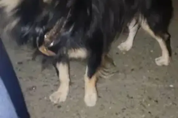 Найдена собака, Краснодар, фото: Собака найдена, Темрюкская ул., Краснодар