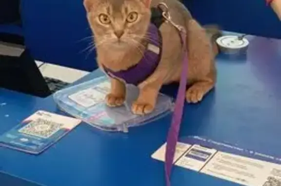 Кошки потеряшки, Костомукша, фото: Потеряшка кошка, пр. Горняков 13, Костомукша