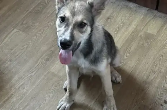 Светло-коричневая собака найдена, Кола, Привокзальная 6