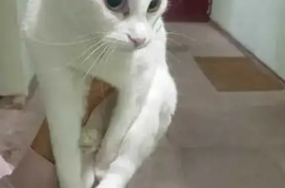 Найдена кошка, Подольск, фото: Кошка найдена: ул. Кирова 11, Подольск