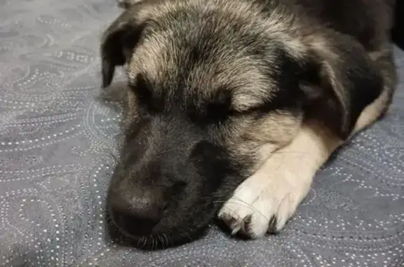 Собака найдена, ул. 9 Января, 110Г