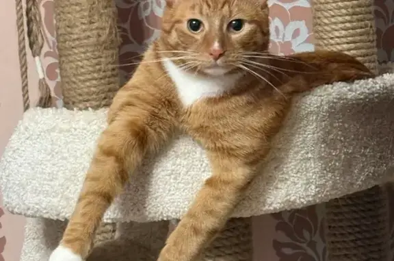 Пропала кошка, Саввинское шоссе, 15